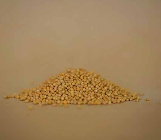 Cizrna BIO